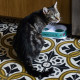 Gamelle pour chat verte signée Magali Rieusset pour Derrière la porte