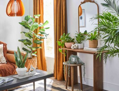 composition de plusieurs plantes placées dans différents coins d’une maison
