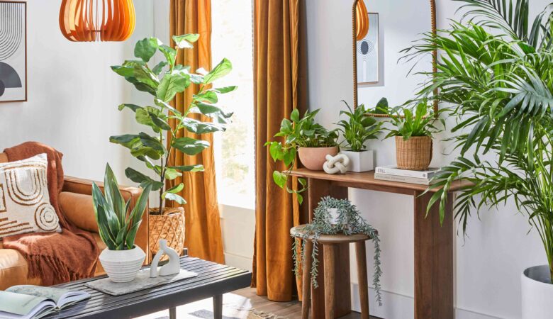 composition de plusieurs plantes placées dans différents coins d’une maison