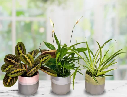 table basse avec plusieurs plantes purificatrices disposées sur des étagères ou des pots suspendus