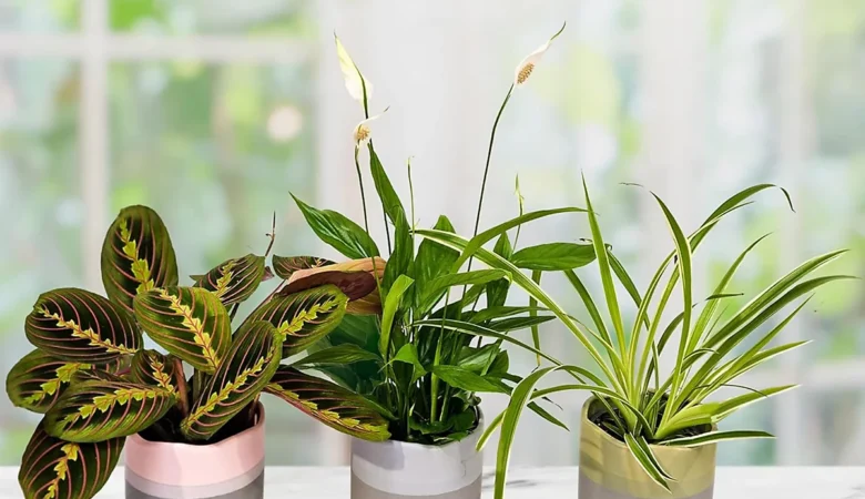 table basse avec plusieurs plantes purificatrices disposées sur des étagères ou des pots suspendus