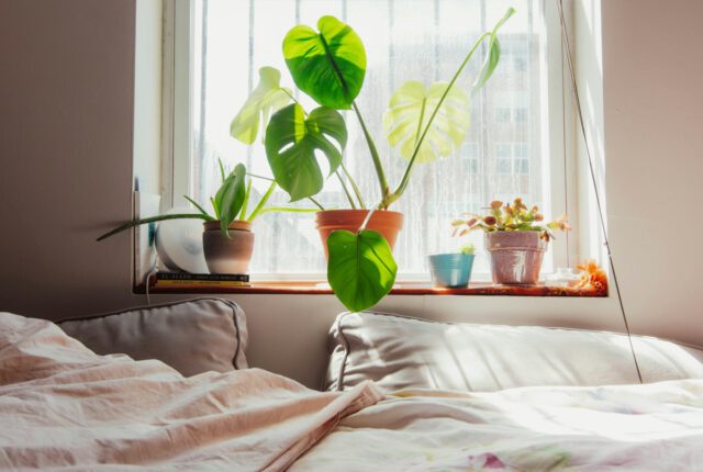 Un intérieur lumineux avec une grande baie vitrée, un lit, plusieurs plantes de tailles variées (monstera, ficus, pothos), un tapis texturé et des objets déco en matières naturelles (bois, osier).